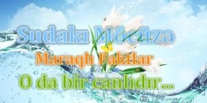 Su-haqqinda-maraqli-faktlar