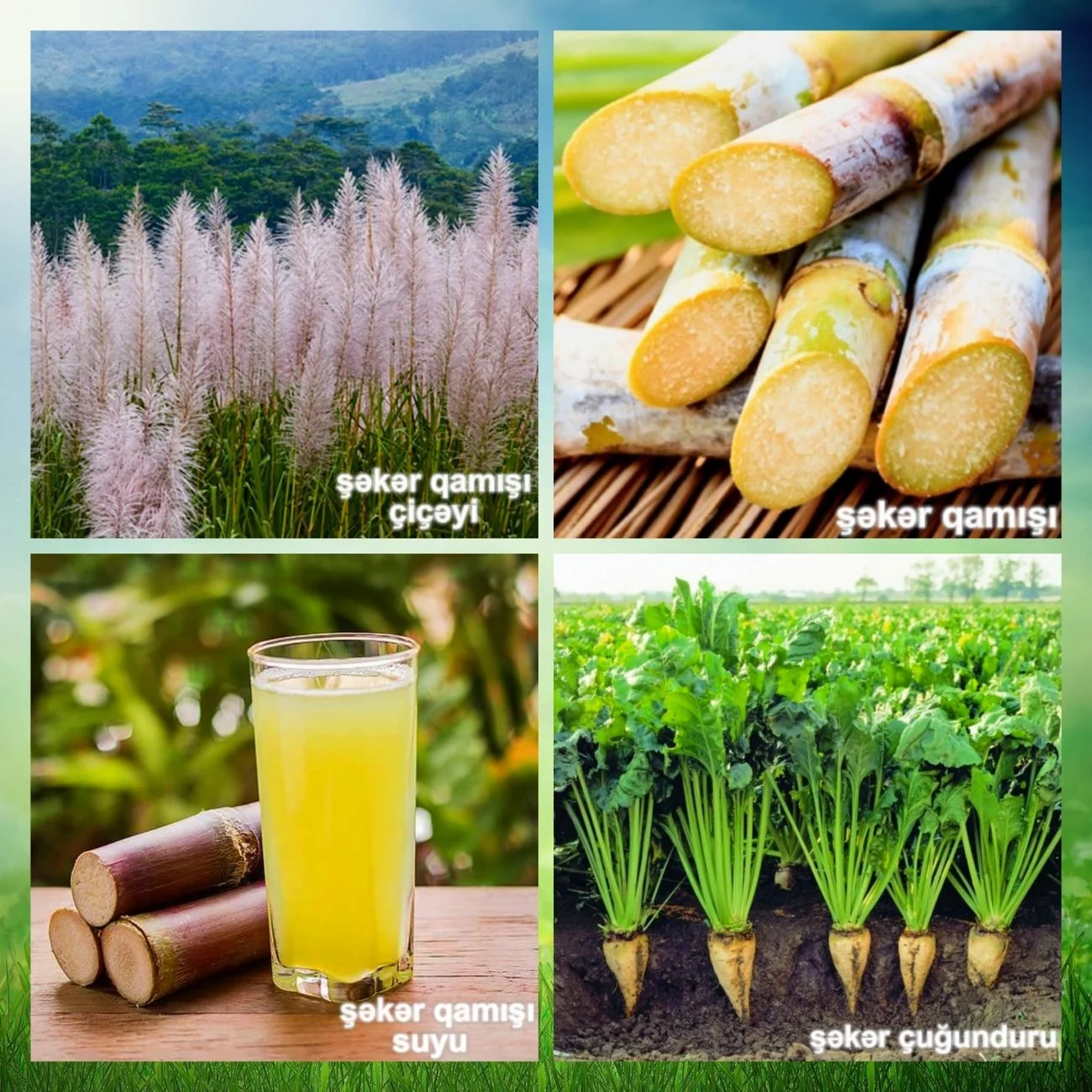 seker-qamisi-ve-seker-cugunduru